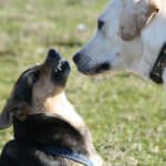 Warum pöbelt mein Hund andere Hunde an? Die wahren Ursachen verstehen
